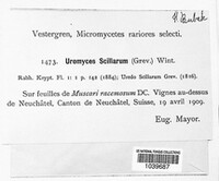 Uromyces muscari image